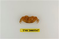 藏品(斑點擬相手蟹)的圖片